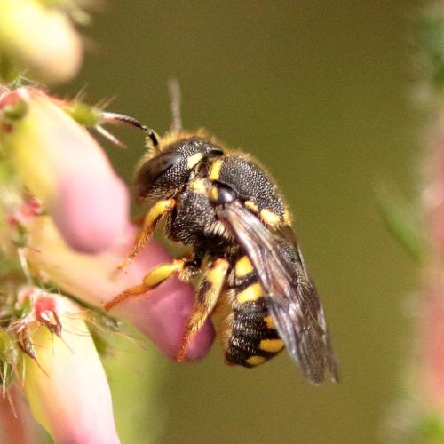 Réf. 321 655 : Anthidiellum strigatum